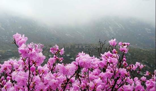 歇馬山莊15日舉辦2009大連杜鵑花節(jié)